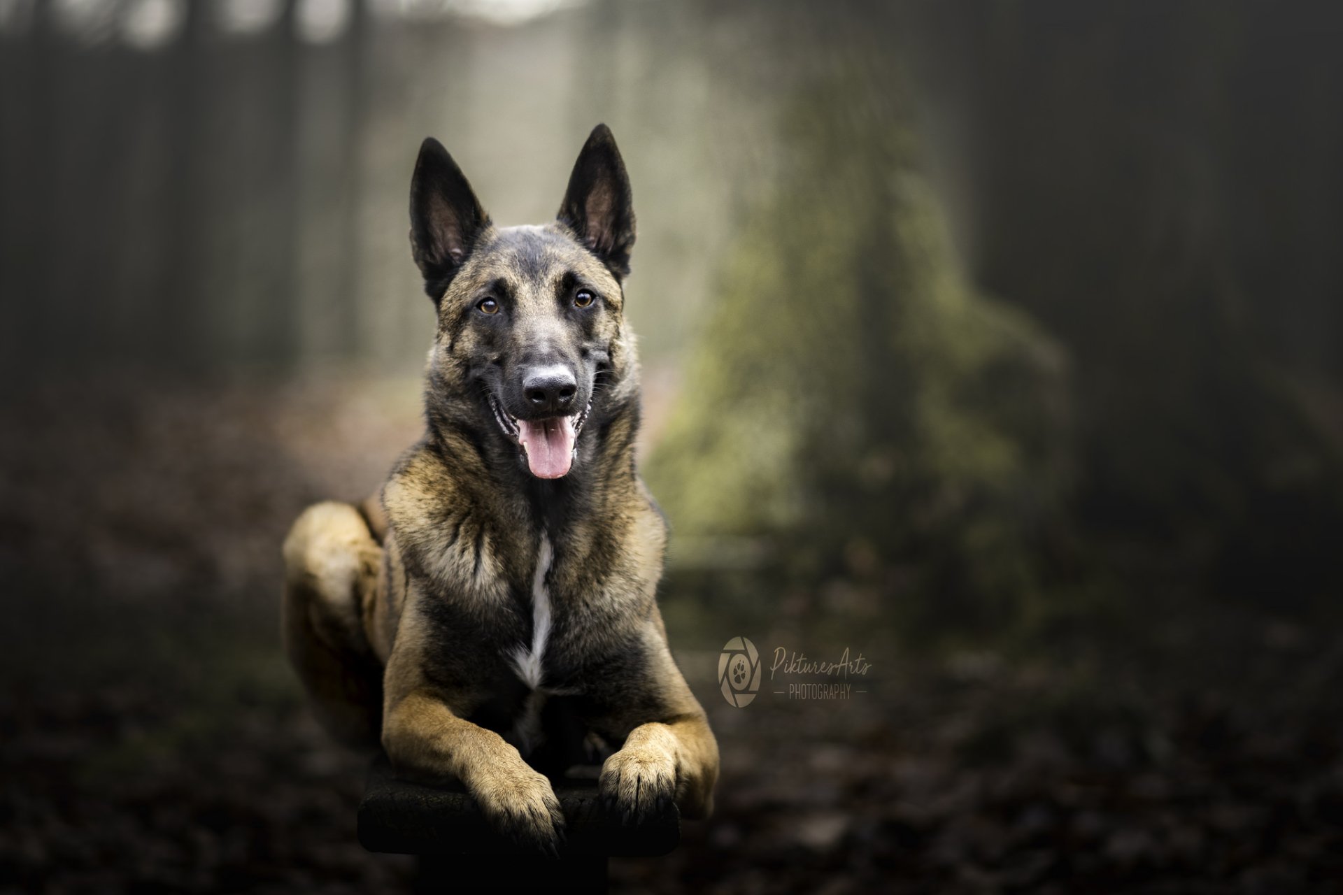 🔥 Free download Belgian Malinois Full HD Wallpaper and Background Image