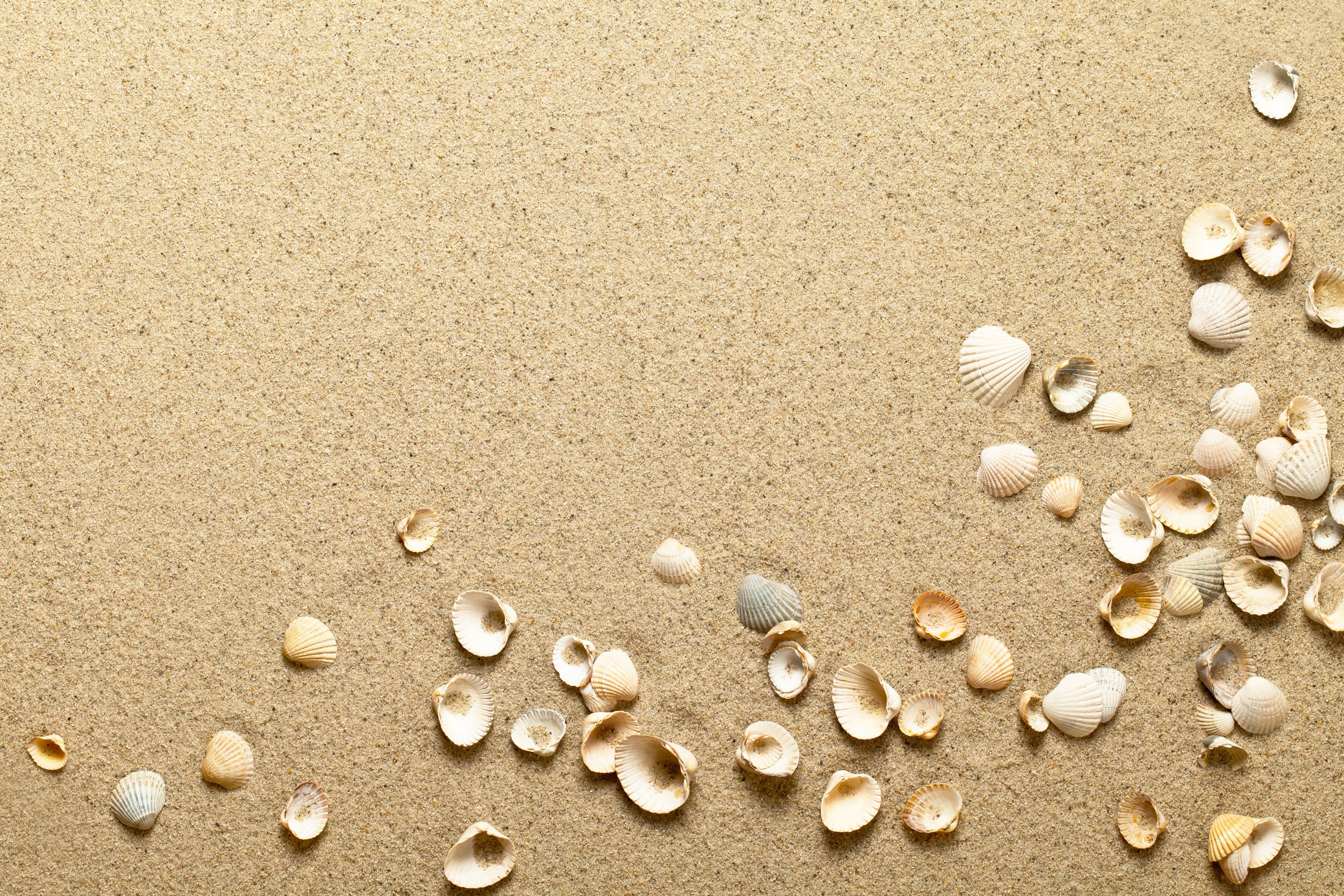 Michael Ochoa On Design Beach Background Sea Shells