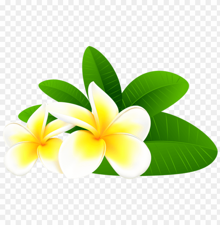 Exotic Plumeria Png Image Background Toppng