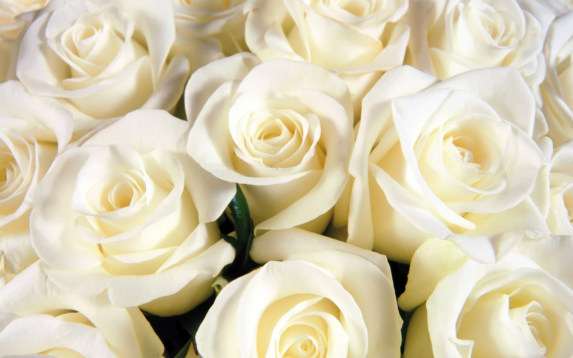 White Roses Widescreen Wallpaper