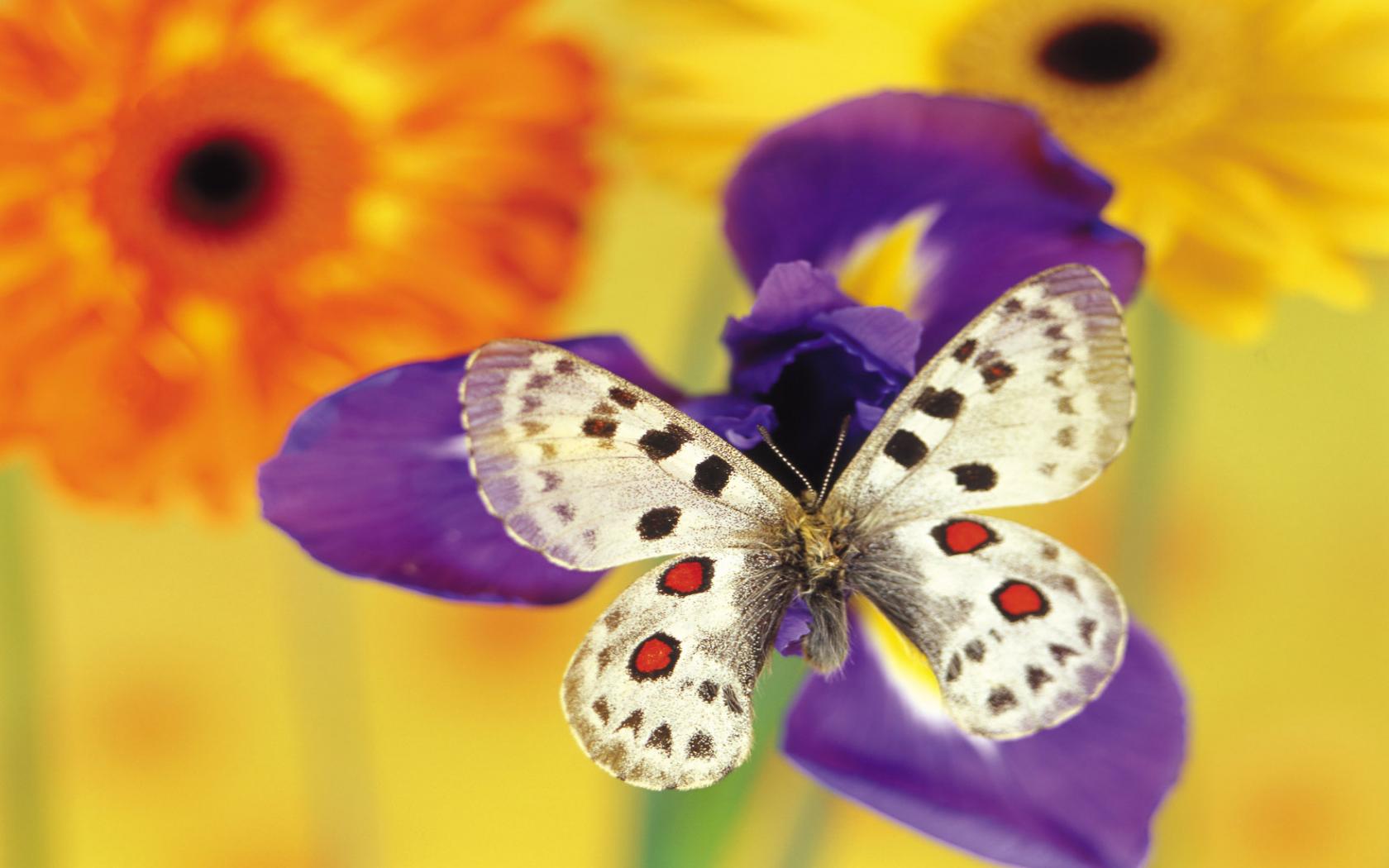 Monarch Butterfly Wallpaper HD In Animals Imageci