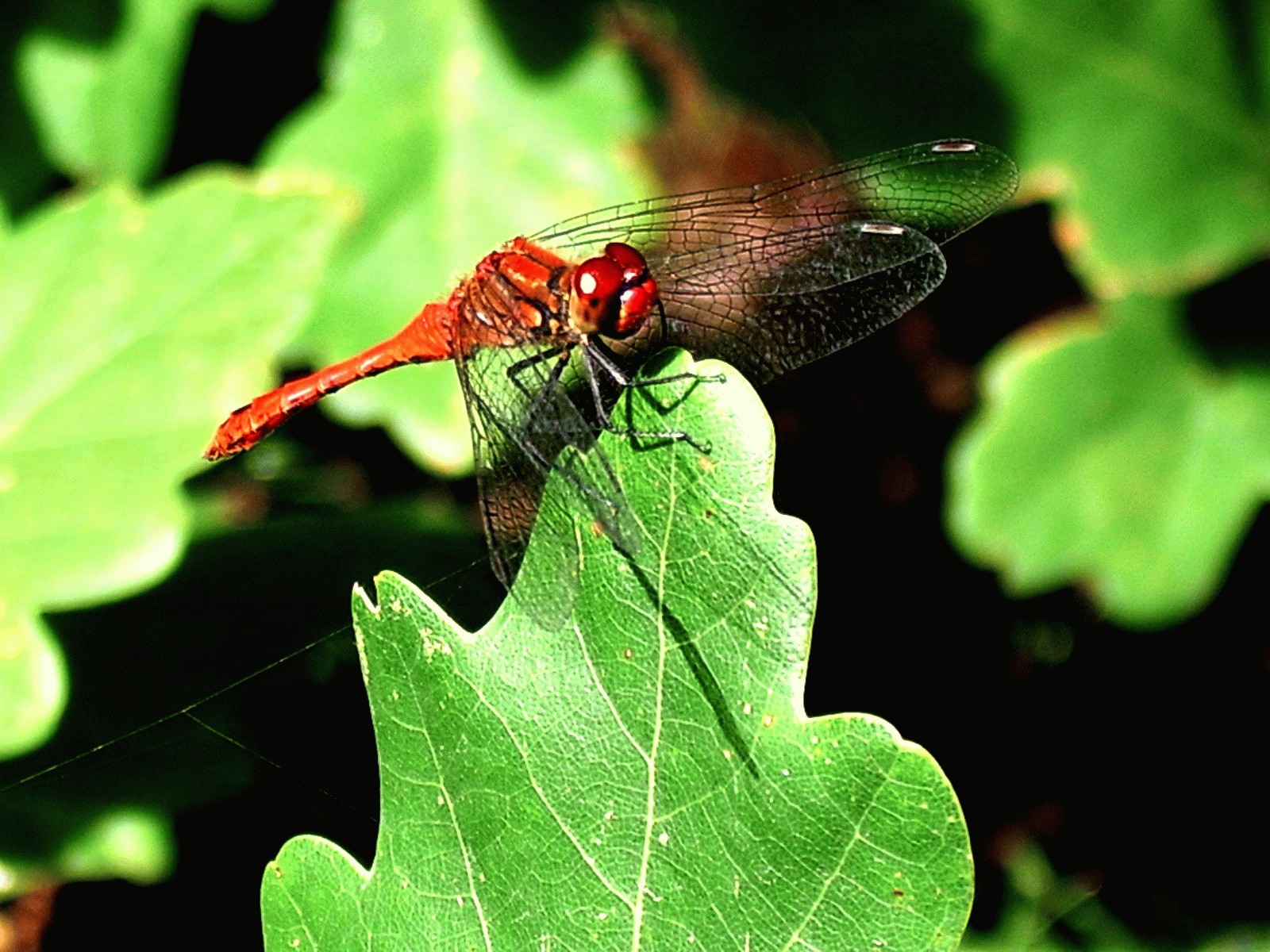 Dragonfly Wallpaper Resolution 27s Image Size 26k
