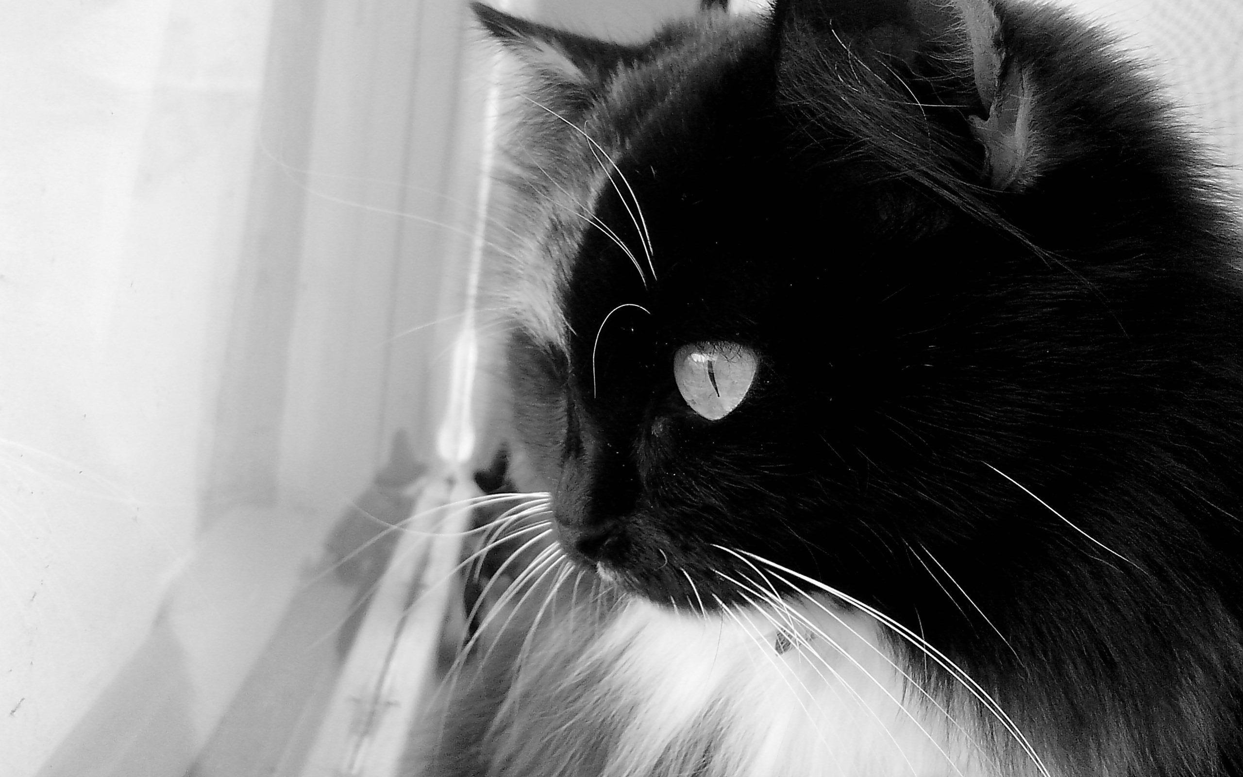 Black And White Cat Wallpaper Animals Better