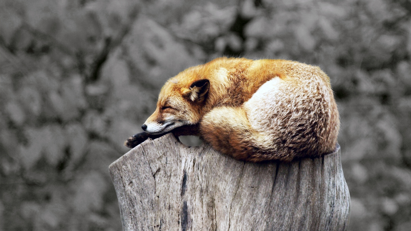 Fox Relaxed Animal Wallpaper Tablet Laptop