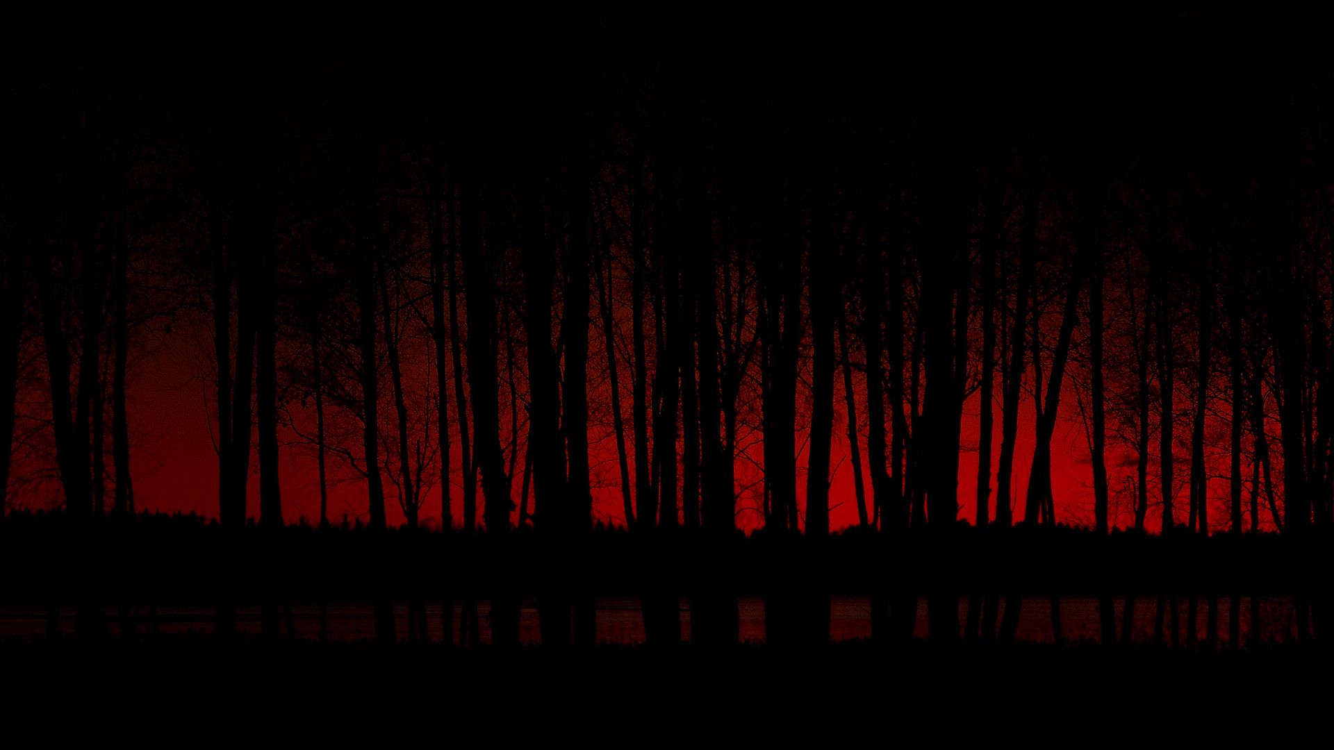 Night Forest Desktop Background HD Wallpaper