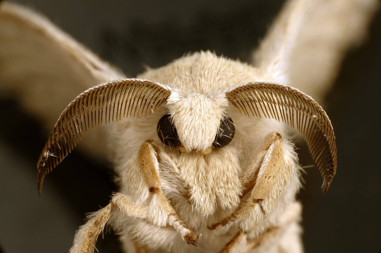 Sphinx Moth Wallpaper