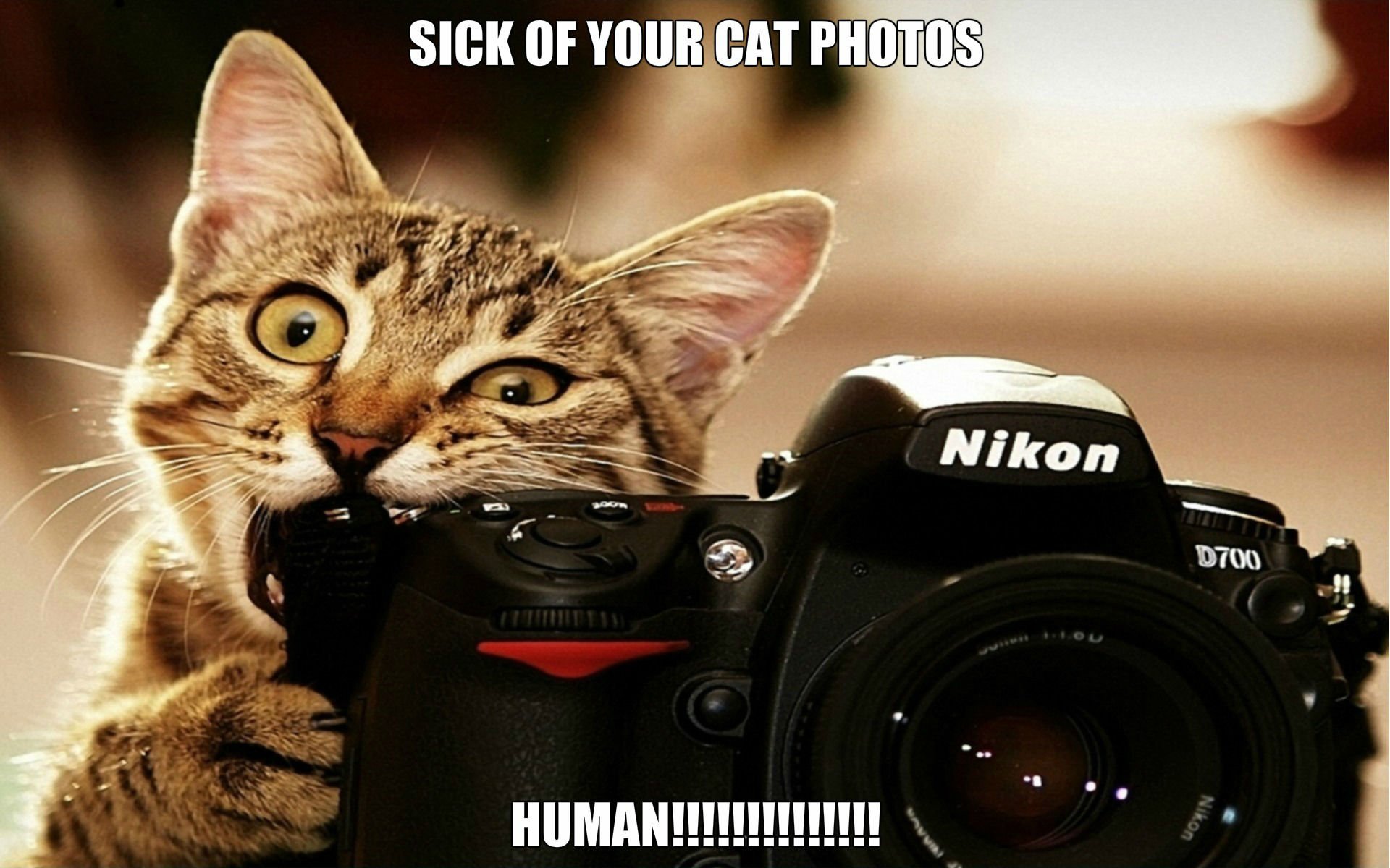 Cat Meme Quote Funny Humor Grumpy Wallpaper HD