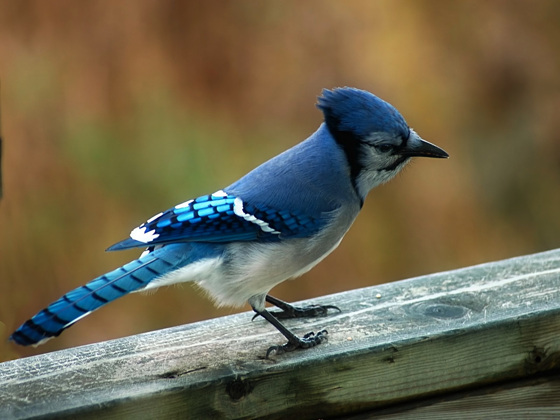 Blue Birds Wallpaper Desktop