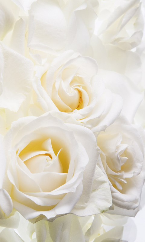 White Roses Live Wallpaper HD For Android