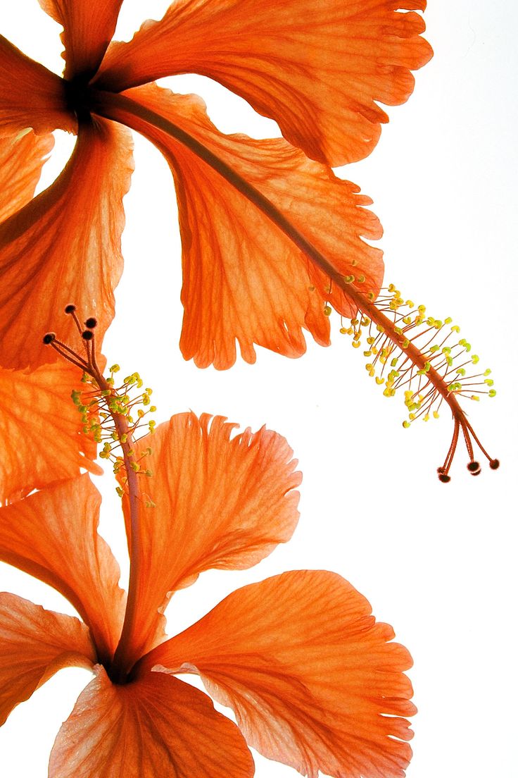 Hibiscus Falling Wallpaper