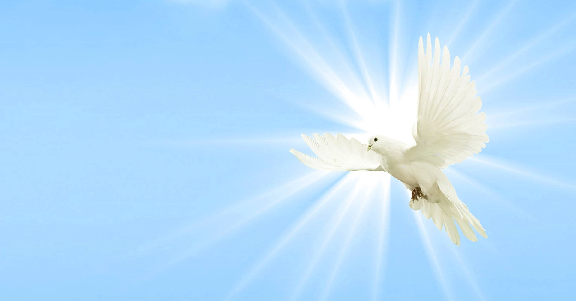 White Dove Wallpaper