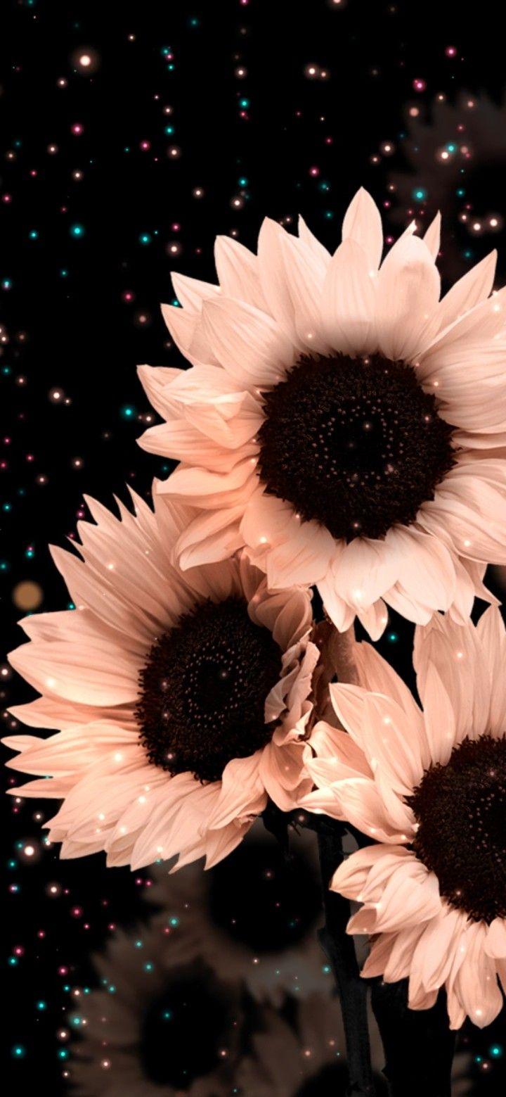 Melu Vazquez On Flowers Wallpaper Sunflower