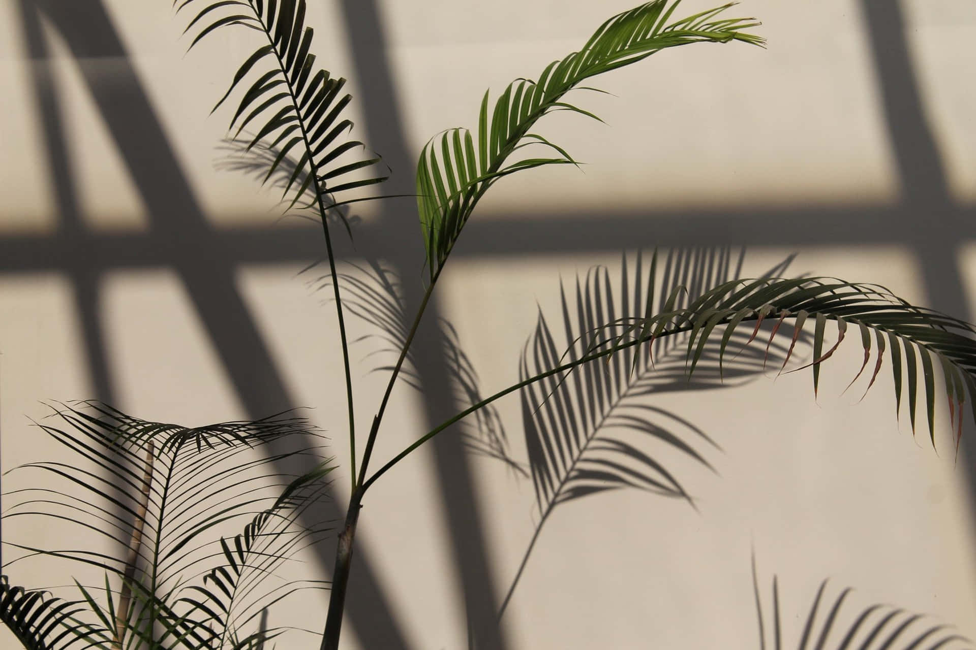 Plant Aesthetic Desktop Wallpaper