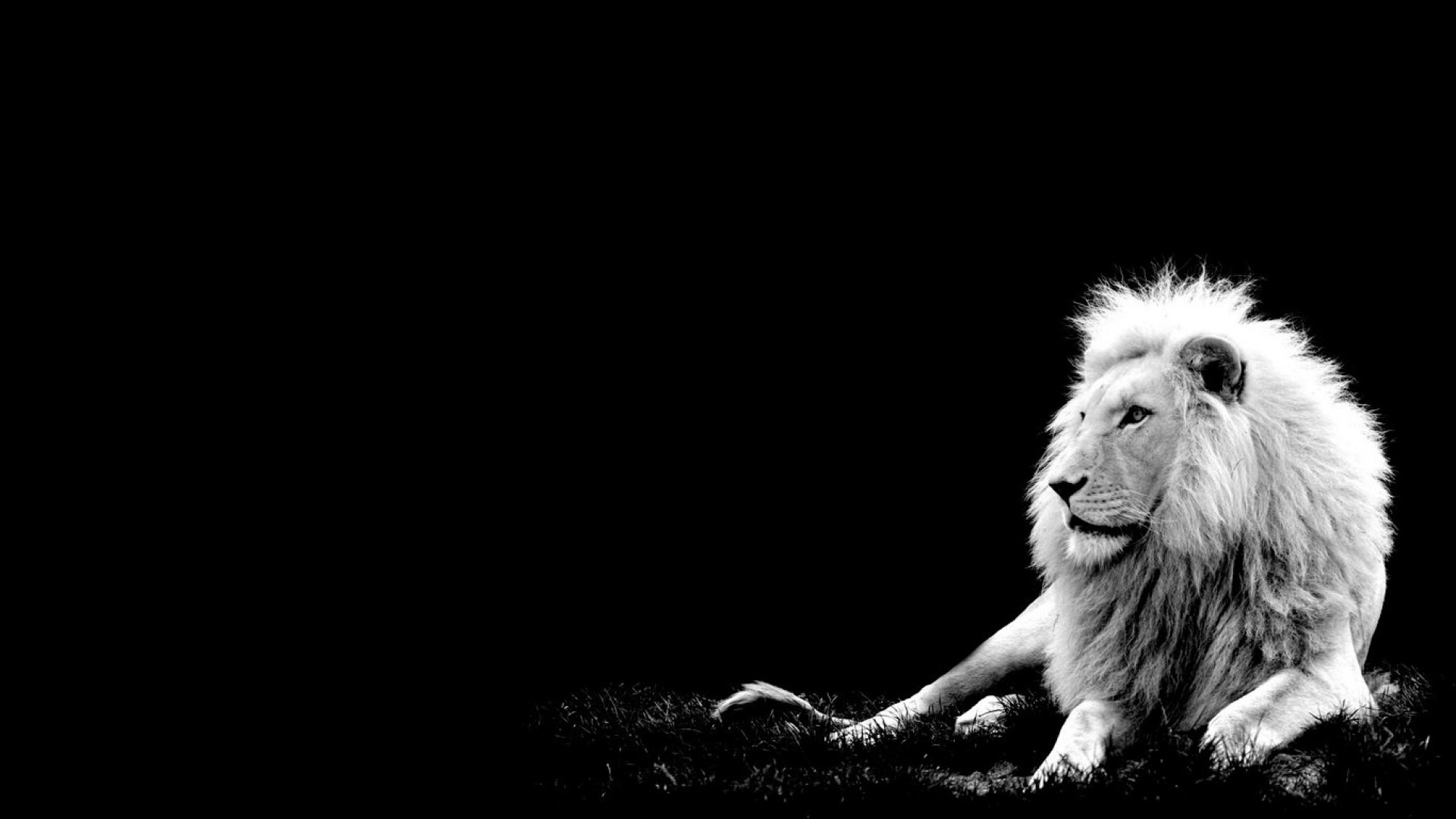 A majestic white lion rests against a black backdrop, its mane a brilliant contrast