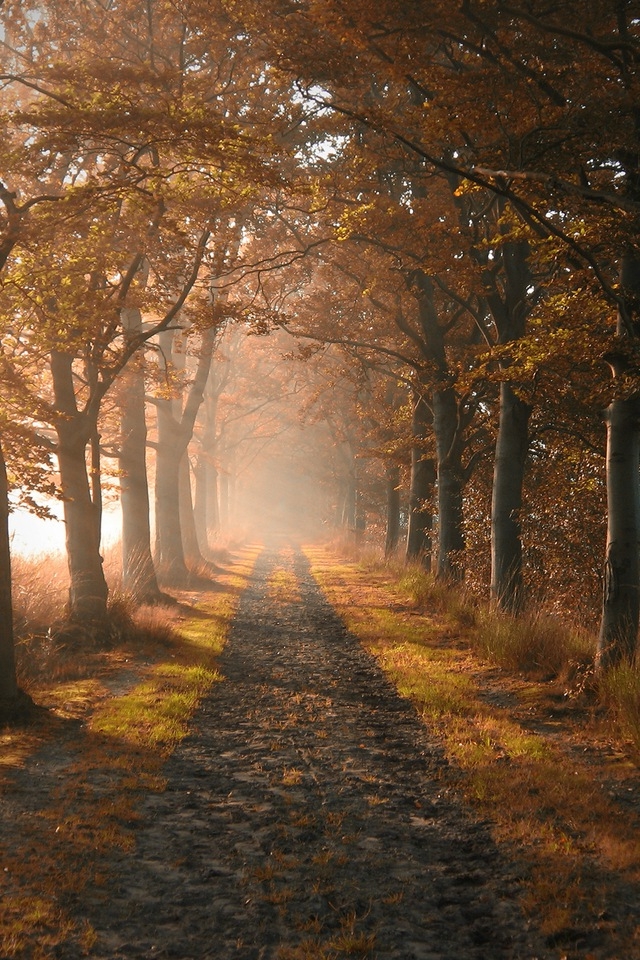 Autumn Forest iPhone HD Wallpaper