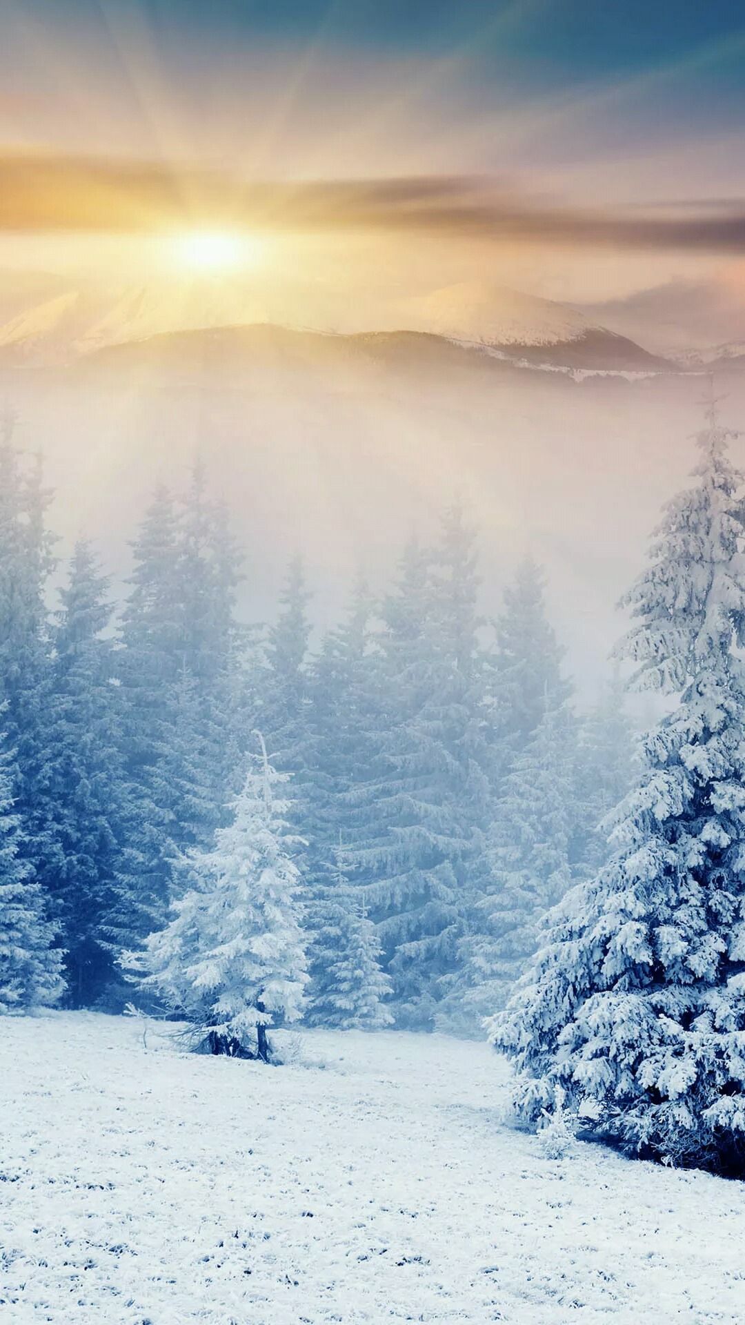 Winter Forest Wallpaper