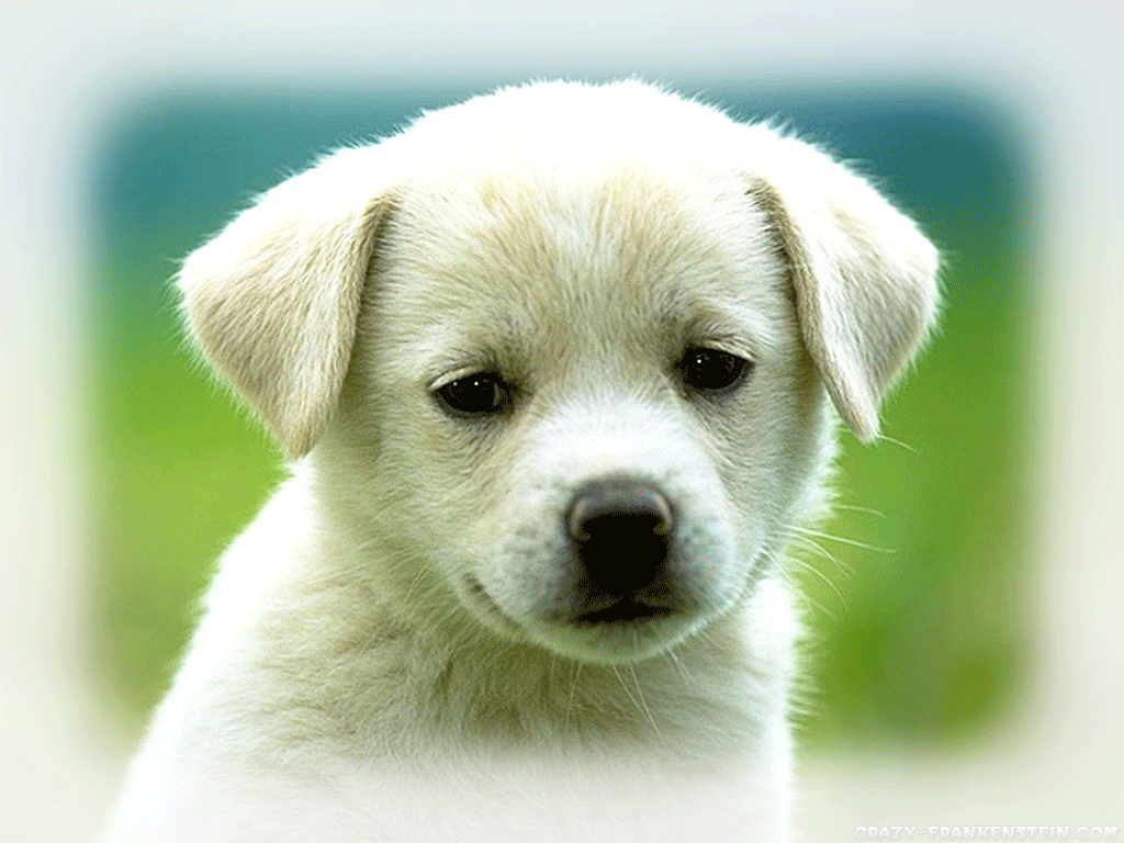 Puppy Photos Lovely Wallpaper White Dog Happy