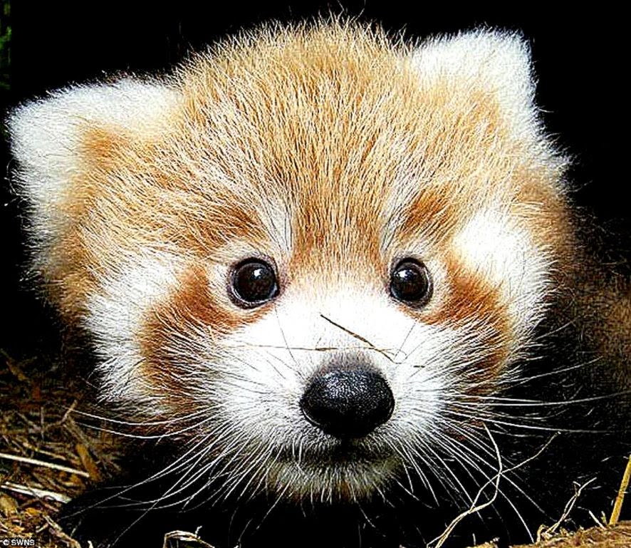 Cute Baby Red Panda Important Wallpaper