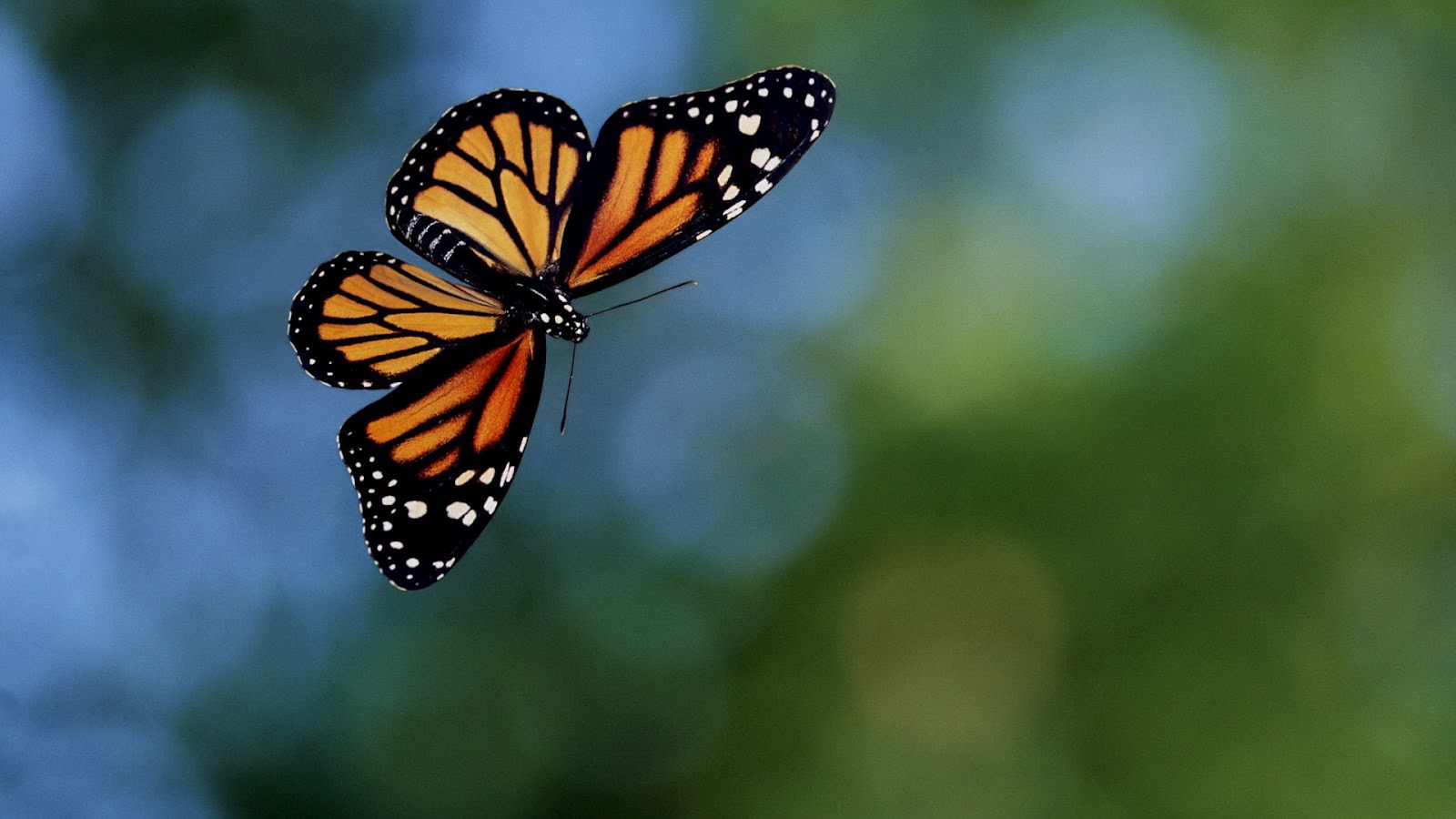 Orange Black Butterfly HD Butterflies Wallpaper Background