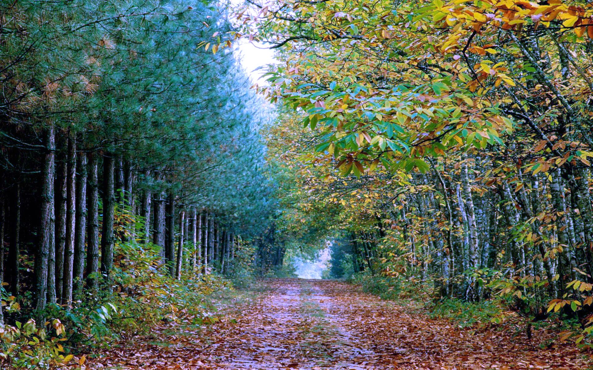 Amazing Forest Path Widescreen High Resolution Wallpaper