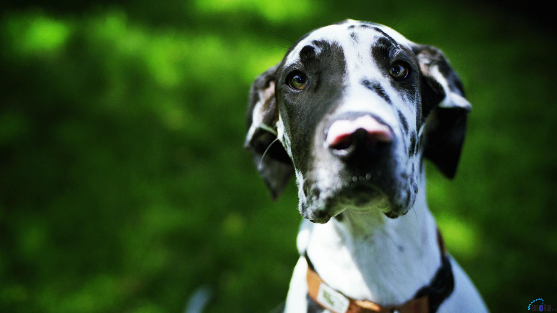Great Dane Profile Wallpapers Pictures Photos And