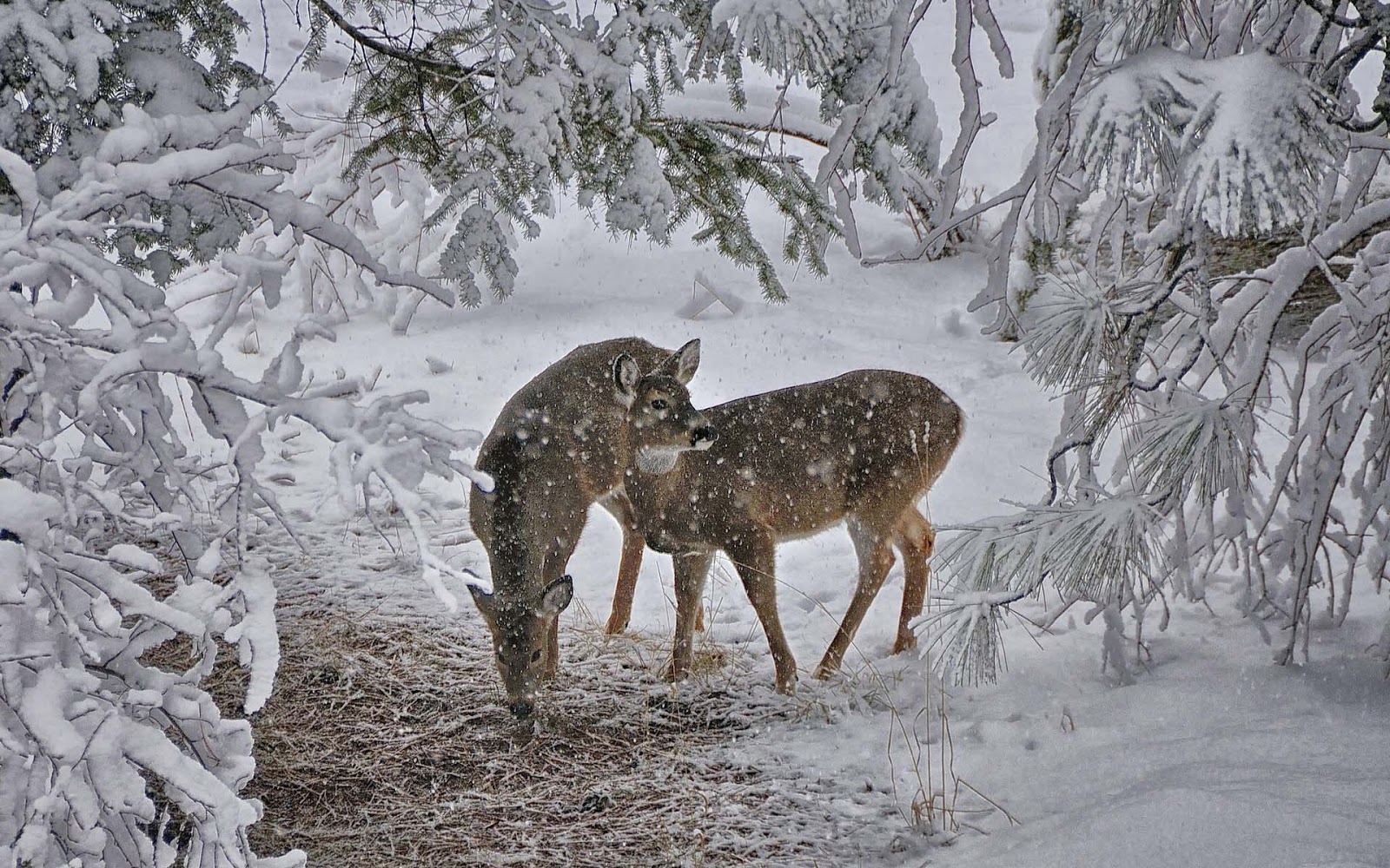 Two deers at wintertime wallpaper HD Animals Wallpapers