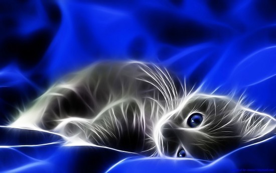 Bright Colors Image Neon Kitty Wallpaper Photos