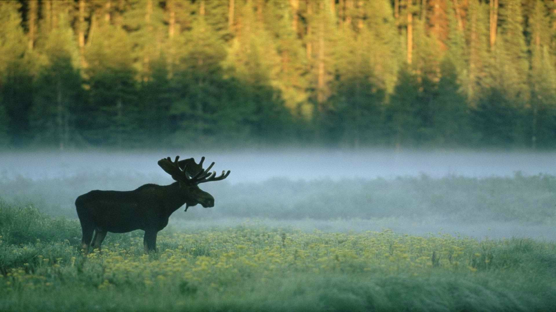 HD Wallpaper Of