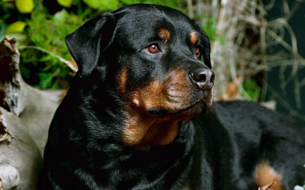 Cool Rottweiler Wallpaper Images amp Pictures   Becuo