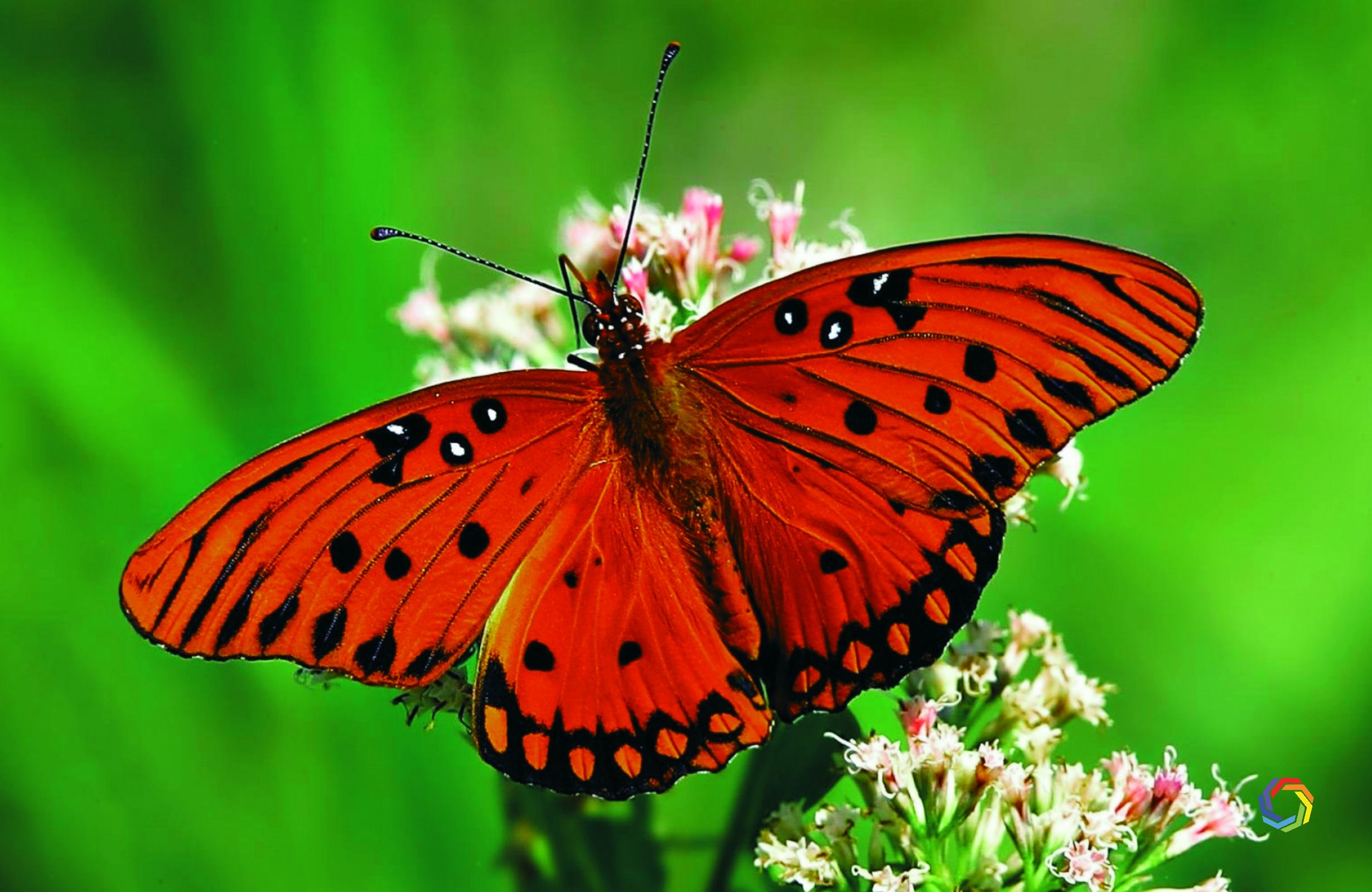 HD Butterfly Wallpaper Desktop Widescreen
