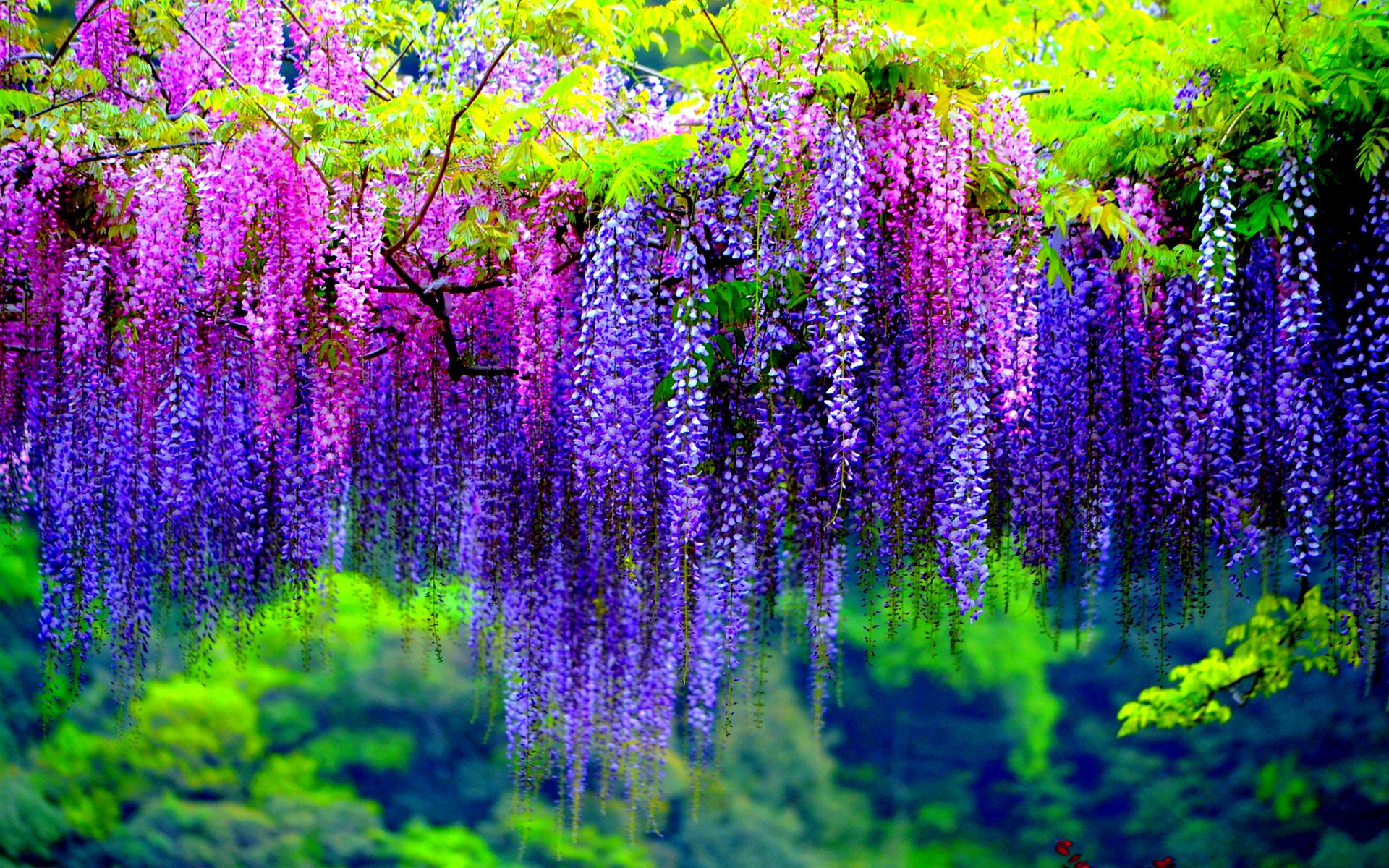 For Desktop Best Wisteria Purple Flowers Macro HD Wallpaper