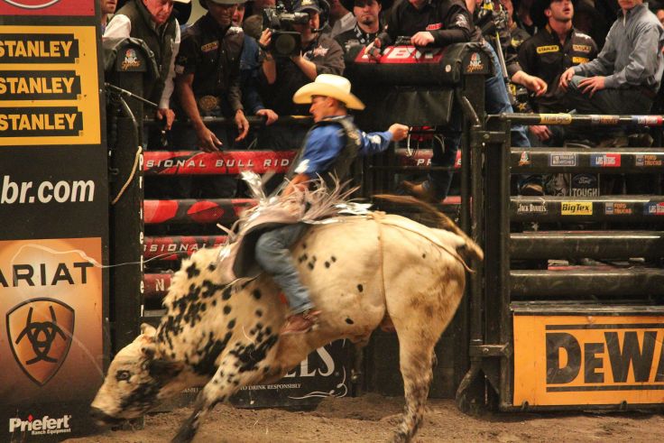 Bull Riding Bullrider Rodeo Western Cowboy Extreme Cow Wallpaper