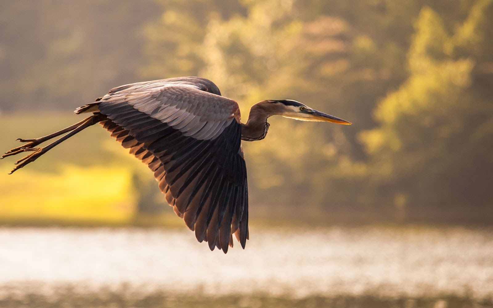 Tag Great Blue Heron Bird Wallpaper Background Photos Image And