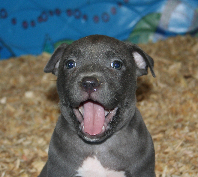 Cute Puppies Pitbull Dogs Wallpaper Animalgals