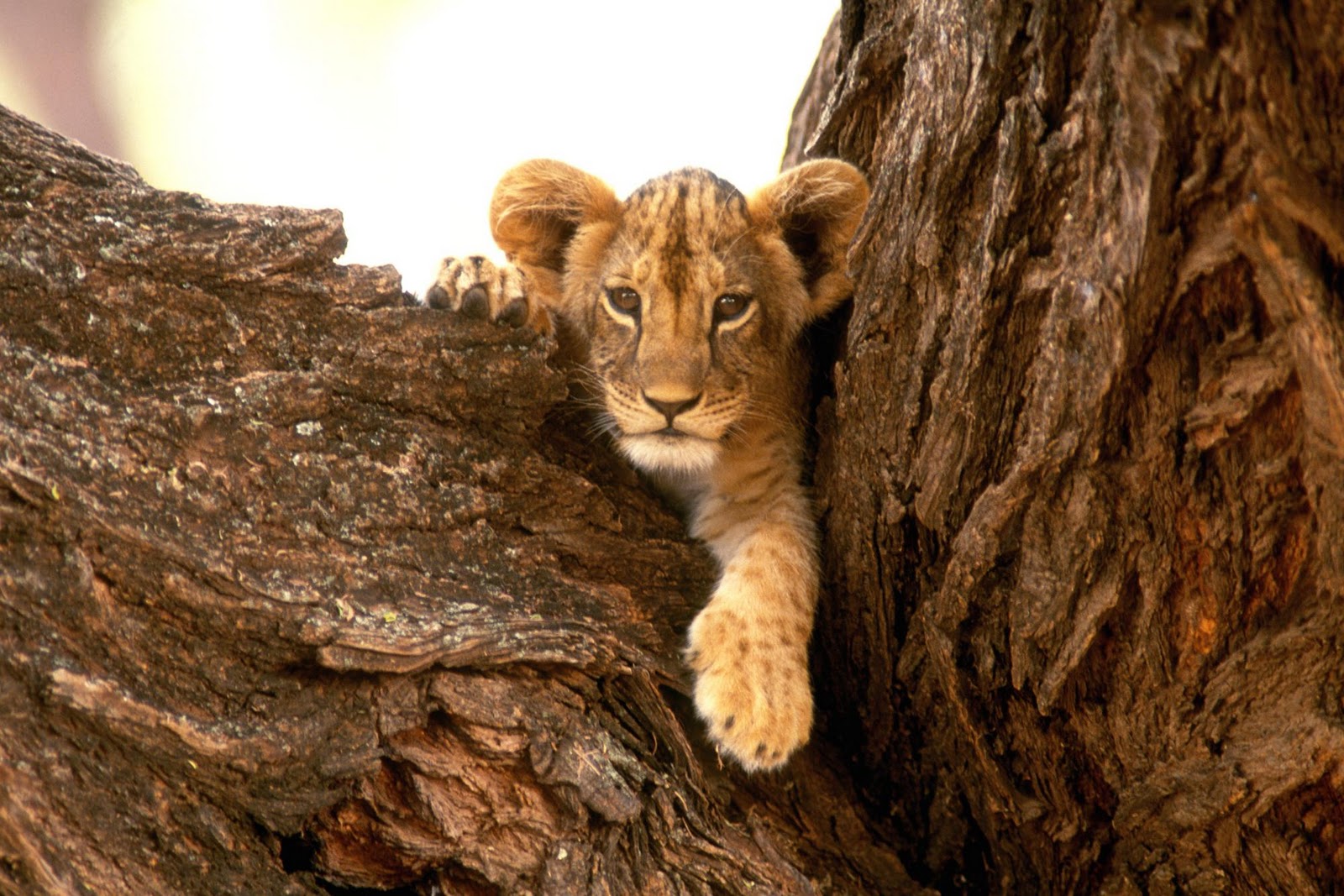 Funny Wallpaper HD Lion Cub