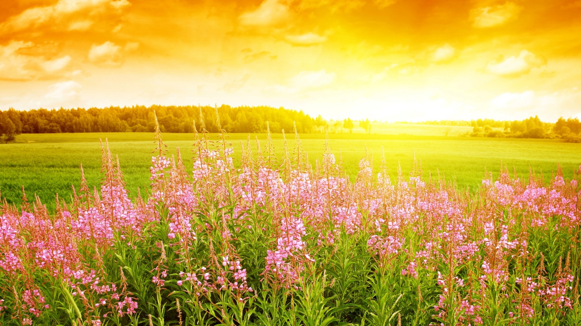 A picturesque summer landscape with vibrant pink wildflowers in the foreground and a warm, glowing sunset over a green field and forest