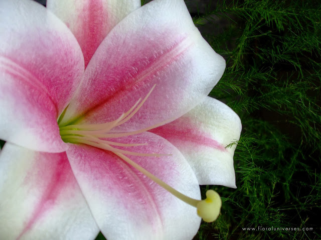 HD Lily Desktop Wallpaper Flower
