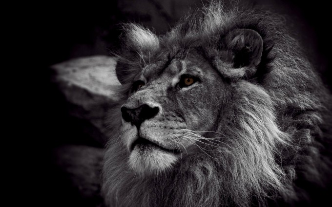 Free download Lion Wallpaper Hd Black And White HD4Wallpapernet [680x425]  for your Desktop, Mobile & Tablet | Explore 47+ Walking Dead Minion  Wallpaper iPhone | Walking Dead Wallpaper 1080p, Walking Dead Wallpaper,