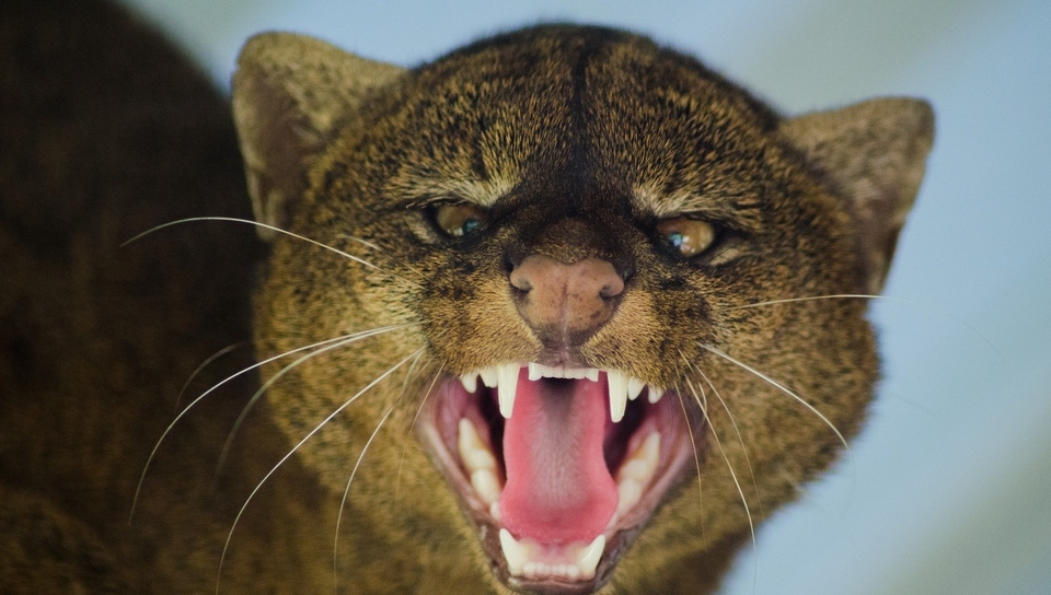 Wallpaper Jaguarundi Grin Aggression Muzzle
