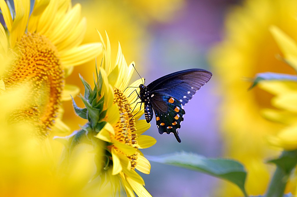 Pipevine Swallowtail Butterfly On Sunflower Desktop Wallpa