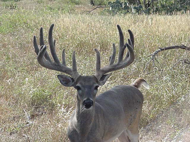 Spacer Image Pictures Of Monster Whitetail Bucks