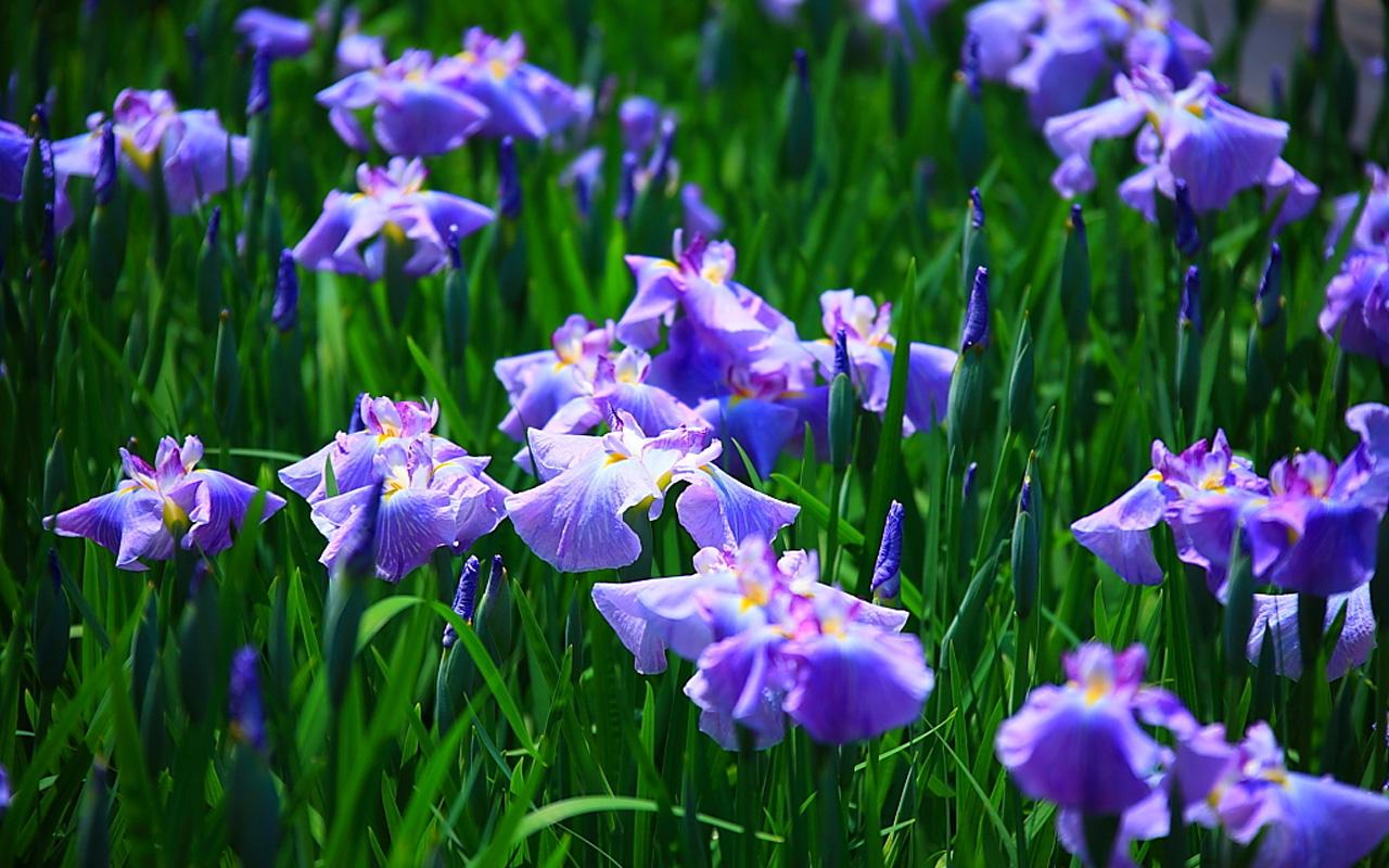 Wallpaper Iris Flower