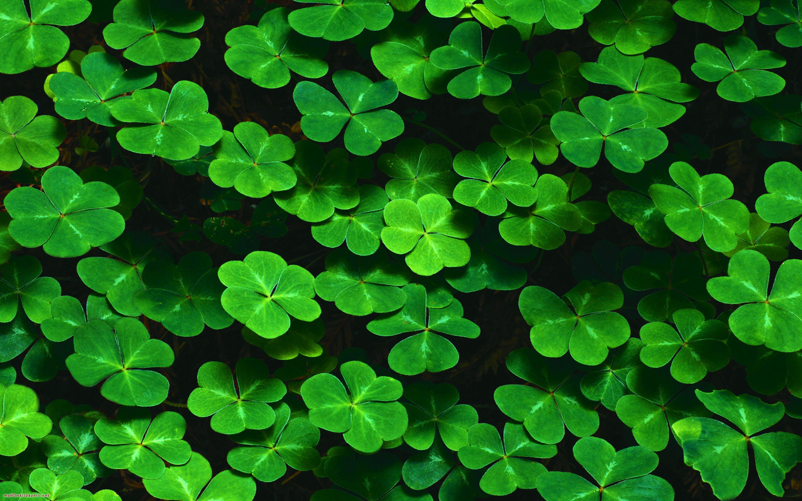 Lucky plant HD wallpapers  Pxfuel