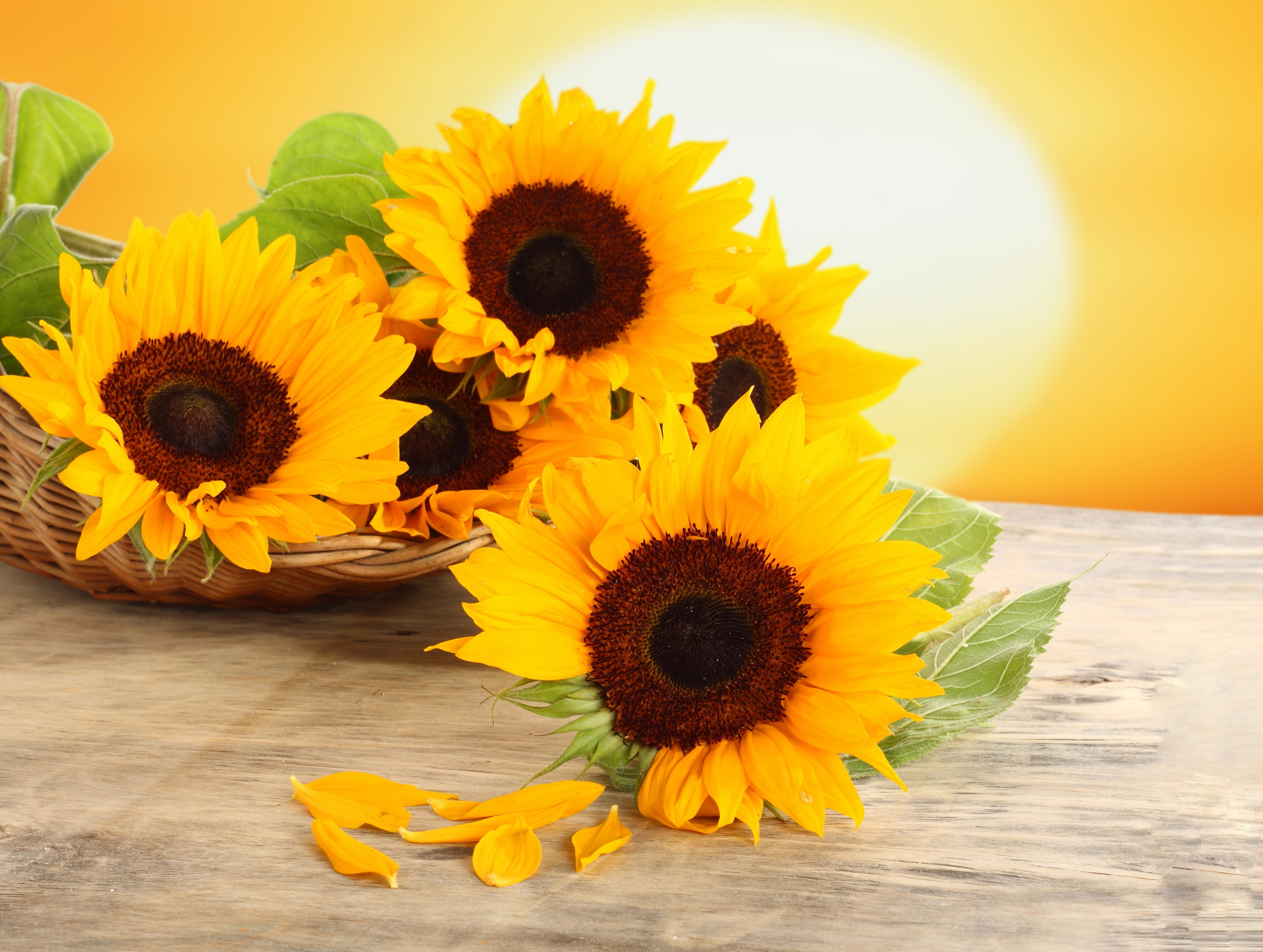 Wallpaper sunflowers flowers yellow petals basket table