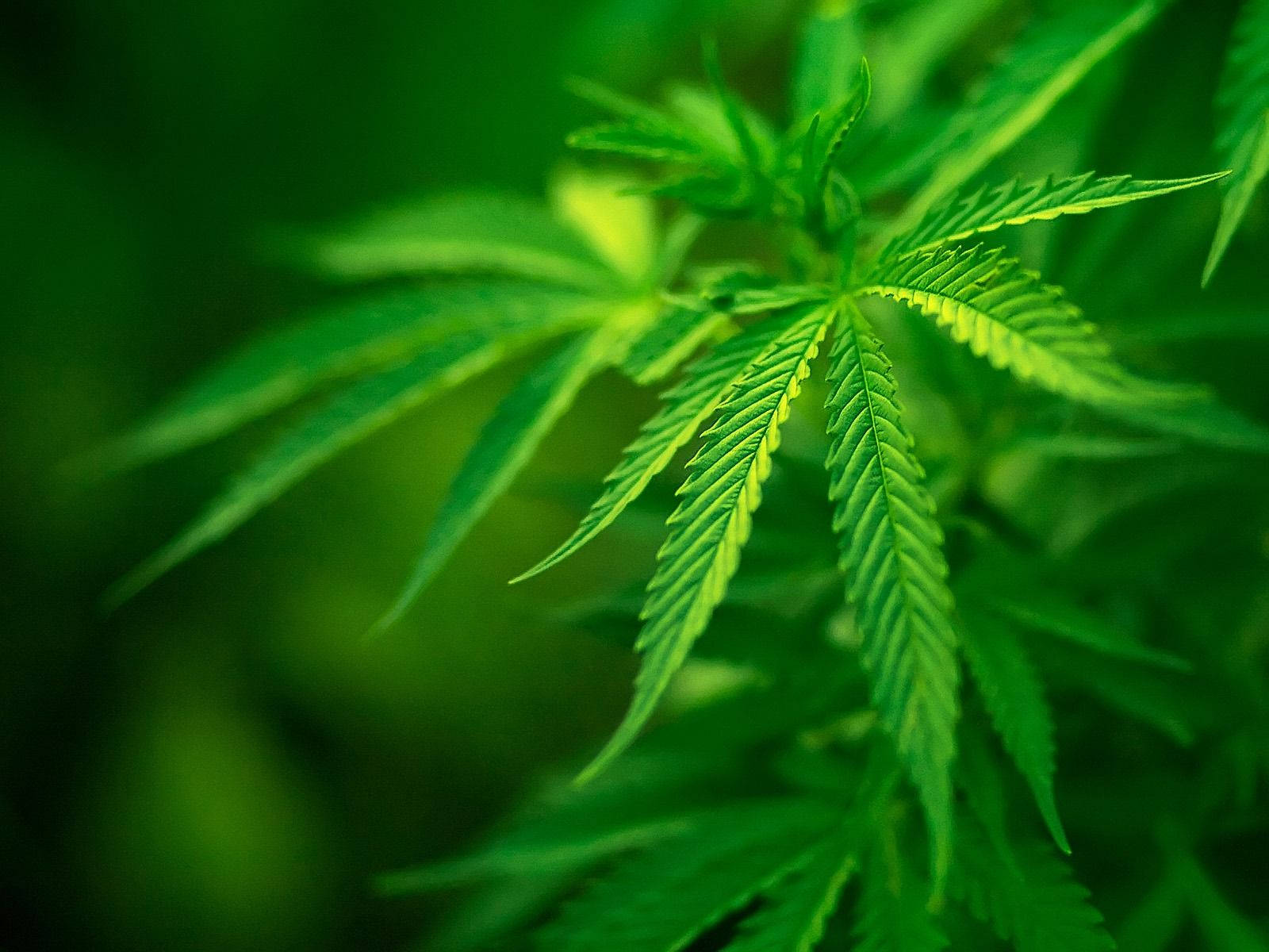 Cannabis Wallpaper