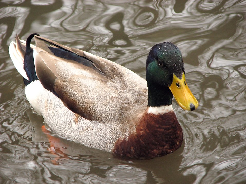 Duck Stock Photo Closeup Of A Mallard Swimming In The