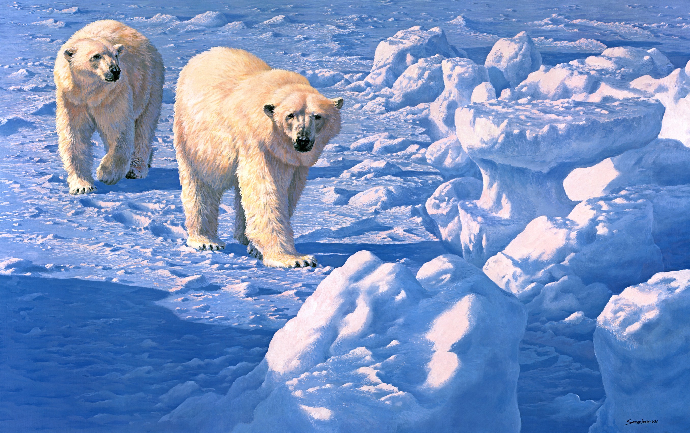 Polar Bear Winter Snow Bears Wallpaper Photos Pictures