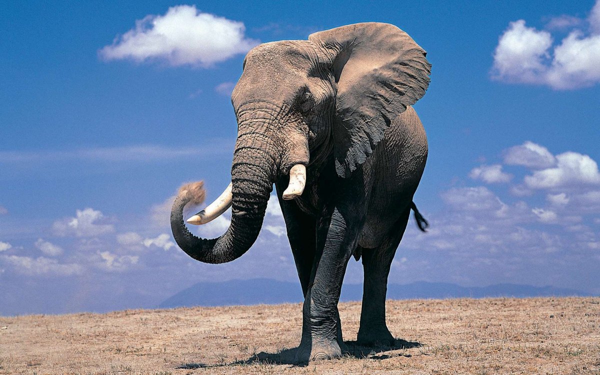 hd elephant wallpaper Elephant Animals Photo Gallery