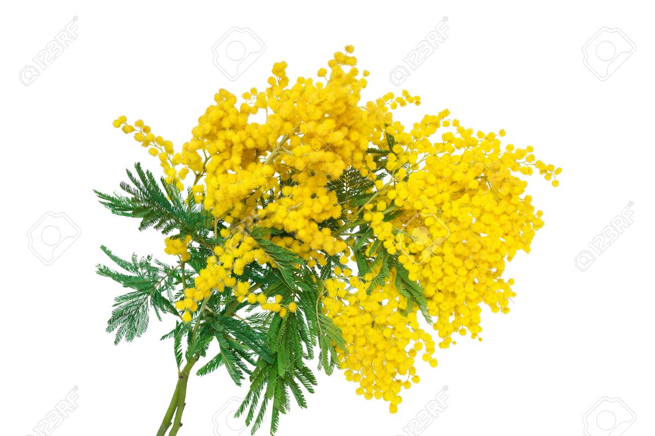 Free download Mimosa Flower Blossom Isolated On White Background