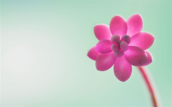 Pink flowers Windows 8 1 preview Desktop widescreen wallpaper